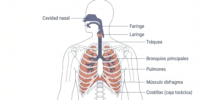 Anatomía y Salud de la Voz