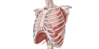 Taller de Técnica Respiratoria